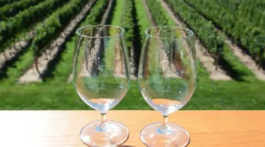 Vineyard Tour